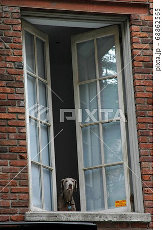ニューヨークのソーホーのビルの窓から外を見ているイヌ。 68862565
