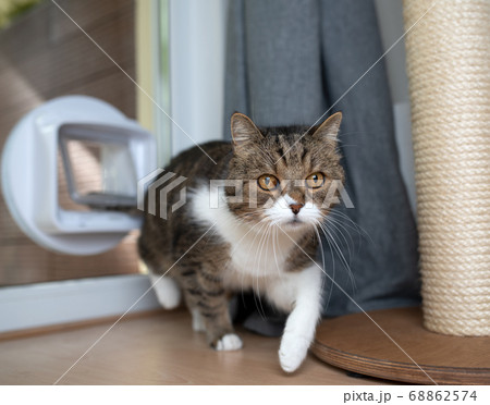 cat entering room through cat flap 68862574