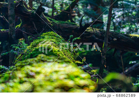 朝のコケの森 【長野県】 朝のコケの森 【長野県】 68862589