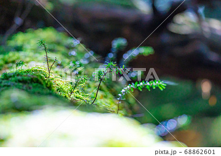 朝のコケの森 【長野県】 朝のコケの森 【長野県】 68862601
