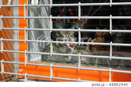 ニューヨークの番猫 ニューヨークの番猫 68862940