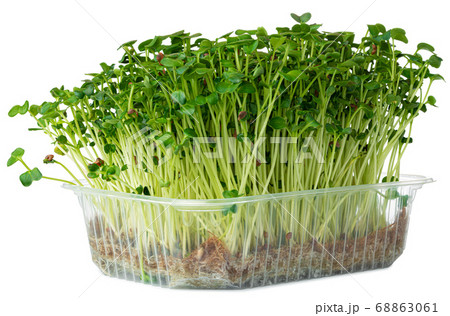 Radish daikon micro green sprouts isolated on white 68863061