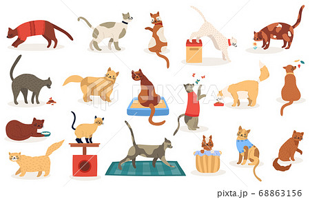 Funny Cats Cute Adorable Kitty Cats Sleeping のイラスト素材