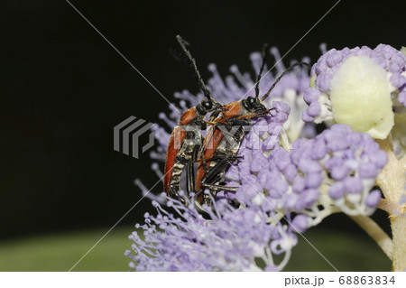 アカハナカミキリ 68863834