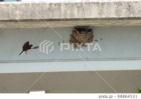 燕の雛 燕の雛 68864531