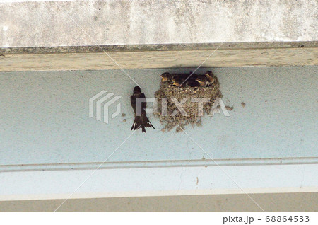 燕の雛 燕の雛 68864533