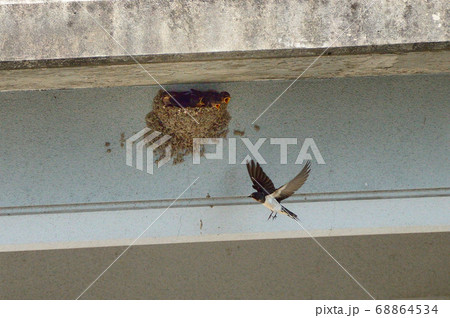 燕の雛 燕の雛 68864534