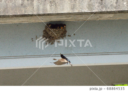 燕の雛 68864535