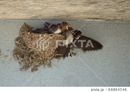 燕の雛 燕の雛 68864546
