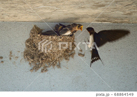 燕の雛 燕の雛 68864549