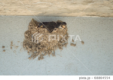 燕の雛 燕の雛 68864554