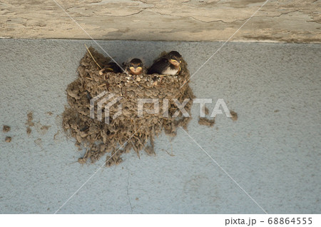 燕の雛 燕の雛 68864555