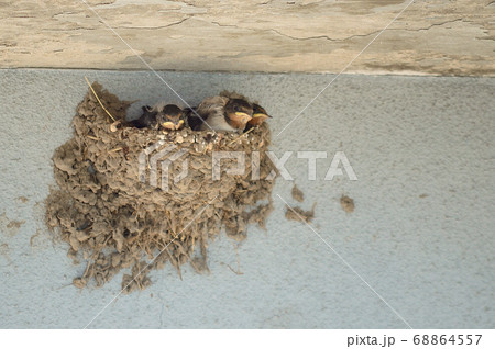燕の雛 68864557