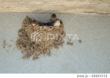 燕の雛 68864558