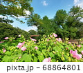 フヨウのある風景 68864801