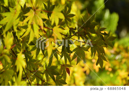 紅葉葉（犬山城／愛知県犬山市） 68865048