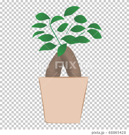 Banyan banyan plant (vector illustration) Banyan banyan plant (vector illustration) 68865428