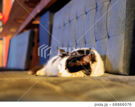 A black and white cat with a white mustache sleeps on a padded seat with a quilted gray cushion at the back A black and white cat with a white mustache sleeps on a padded seat with a quilted gray cushion at the back 68866076