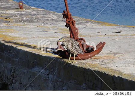 錨とゴイサギ 68866202