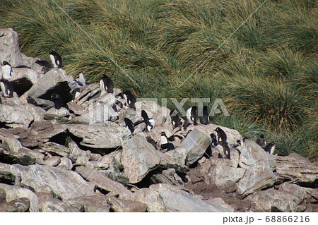 フォークランド諸島のイワトビペンギン フォークランド諸島のイワトビペンギン 68866216