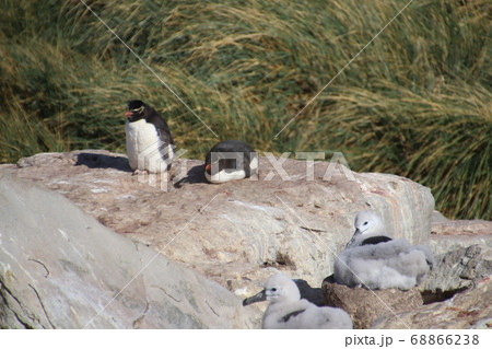 フォークランド諸島のイワトビペンギン フォークランド諸島のイワトビペンギン 68866238