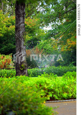 滋賀県草津市のみずの森公園の風景、花、植物、生植物【8月】 滋賀県草津市のみずの森公園の風景、花、植物、生植物【8月】 68866376