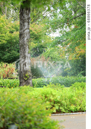 滋賀県草津市のみずの森公園の風景、花、植物、生植物【8月】 68866378