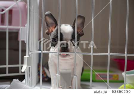 ボストンテリア 68866550