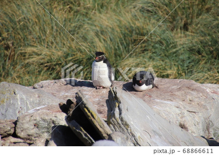 フォークランド諸島のイワトビペンギン フォークランド諸島のイワトビペンギン 68866611