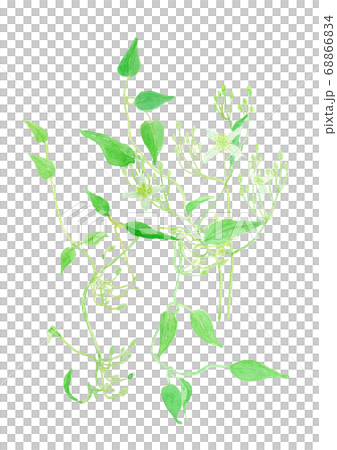 鐵線蓮 鐵線蓮 68866834