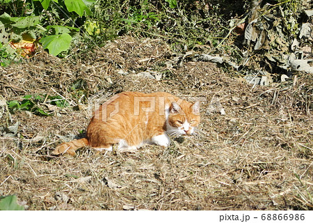 これ以上近づくなと睨む野良猫 68866986