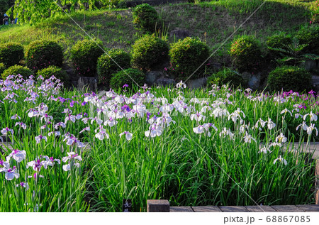 花菖蒲咲く岡崎東公園 花菖蒲咲く岡崎東公園 68867085
