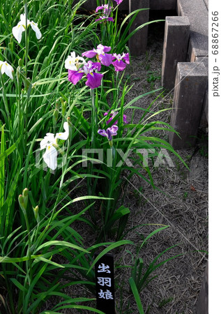 岡崎東公園の花菖蒲 岡崎東公園の花菖蒲 68867266