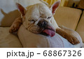 フレンチブルドック寝顔 68867326