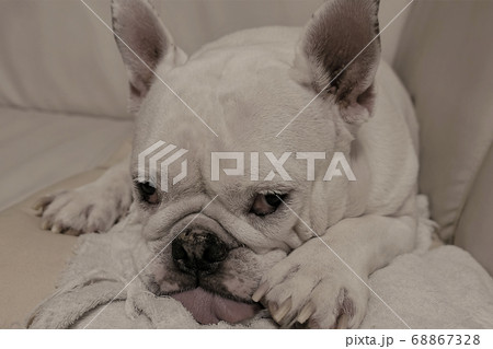 睨む犬の写真素材