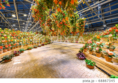 冬のベゴニアガーデン 68867345