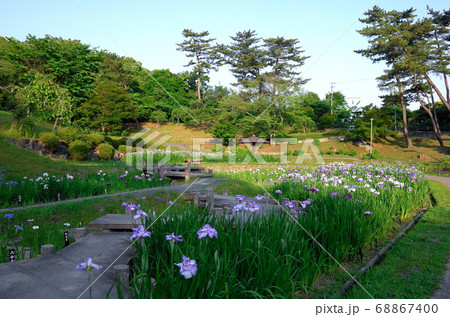 花菖蒲咲く岡崎東公園 68867400