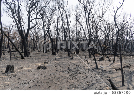Gum trees burnt in the bushfires in The Blue Mountains in Australia 68867500