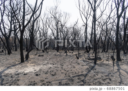 Gum trees burnt in the bushfires in The Blue Mountains in Australia Gum trees burnt in the bushfires in The Blue Mountains in Australia 68867501