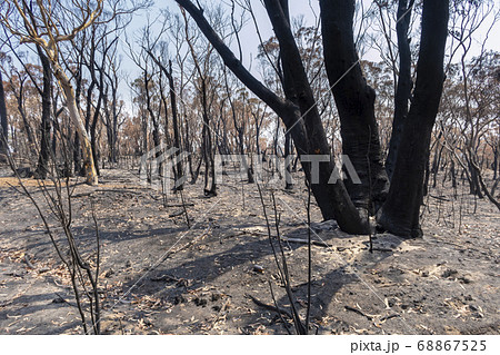 Gum trees burnt in the bushfires in The Blue Mountains in Australia Gum trees burnt in the bushfires in The Blue Mountains in Australia 68867525