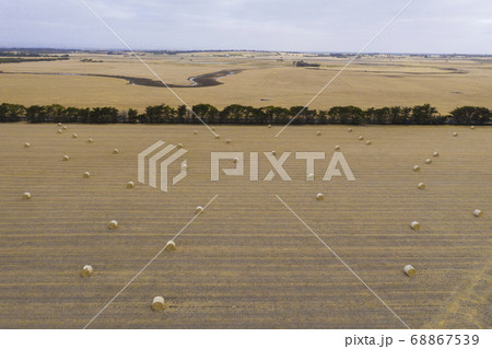 Rolled hay bales in a dry agricultural field 68867539