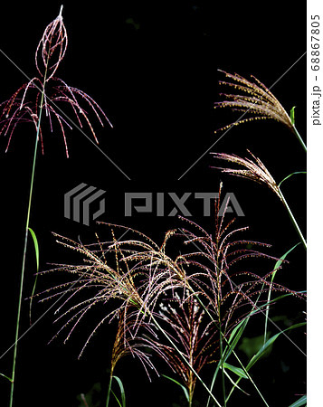植物写真　ススキ　黒バック 68867805