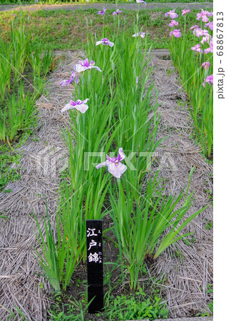 岡崎東公園の花菖蒲 岡崎東公園の花菖蒲 68867813