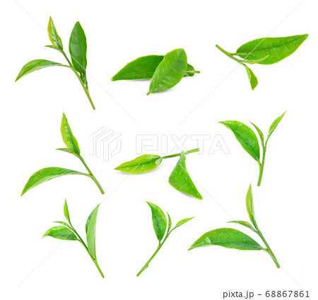 Green tea leaf on white background. 68867861