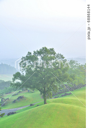 一本の樹　霧の朝　幻想的な朝の森 68868144