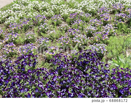 新潟県　南魚沼市　ビオラ 68868172