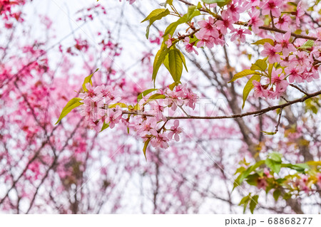 Cherry blossoms in Thailand. Cherry blossoms in Thailand. 68868277