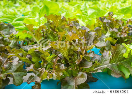 Hydroponics vegetable salad Hydroponics vegetable salad 68868502