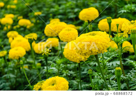 Marigold flowers Marigold flowers 68868572