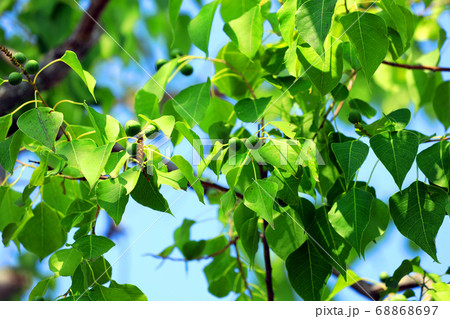 滋賀県草津市のみずの森公園の風景、花、植物、生植物【8月】 滋賀県草津市のみずの森公園の風景、花、植物、生植物【8月】 68868697